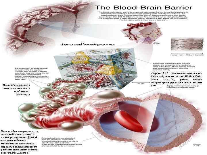 Астроциты прямой барьерной функции не несут Около 20% поверхности эндотелиальных клеток церебральных капилляров Они
