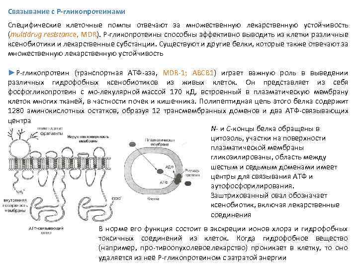 Связывание с P-гликопротеинами Специфические клеточные помпы отвечают за множественную лекарственную устойчивость (multidrug resistance, MDR).