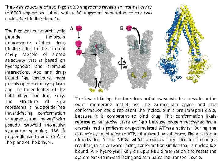 The x ray structure of apo P gp at 3. 8 angstroms reveals an