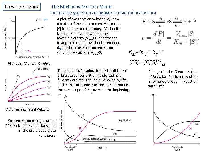 Enzyme kinetics The Michaelis Menten Model основное уравнение ферментативной кинетики A plot of the