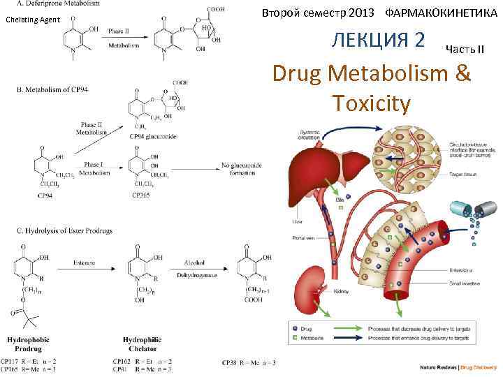 Chelating Agent Второй семестр 2013 ФАРМАКОКИНЕТИКА ЛЕКЦИЯ 2 Часть II Drug Metabolism & Toxicity