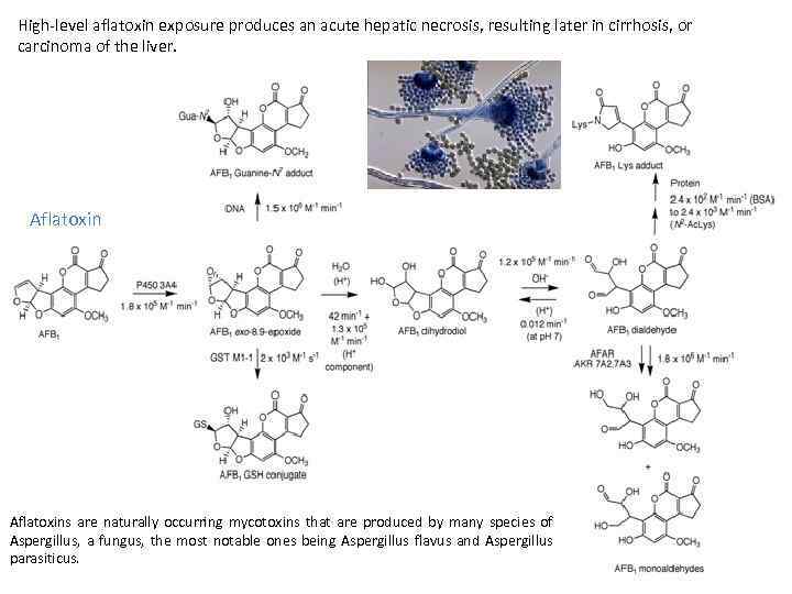 High level aflatoxin exposure produces an acute hepatic necrosis, resulting later in cirrhosis, or