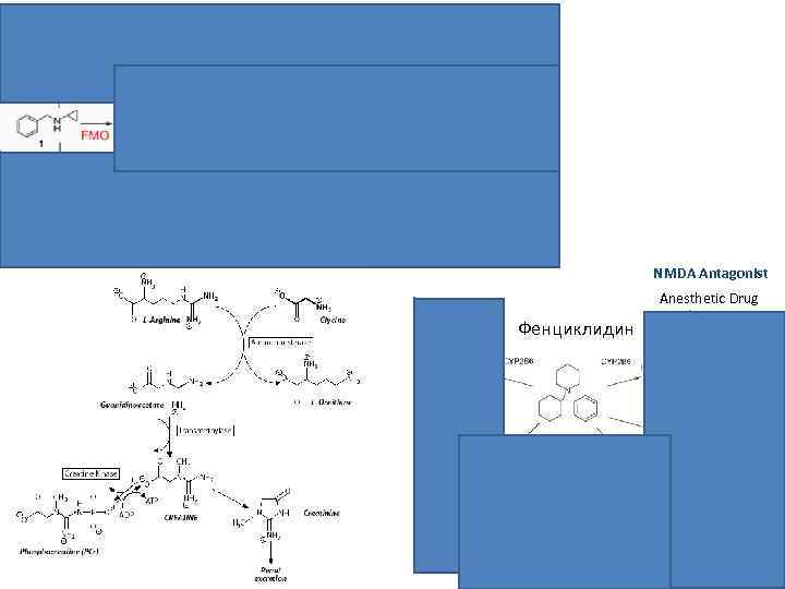 metabolic intermediate complex (MIC) flavin containing monooxygenase (FMO) NMDA Antagonist Anesthetic Drug Фенциклидин 