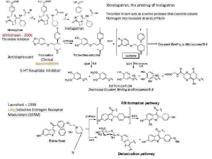 Ximelagatran, the prodrug of melagatran Thrombin in turn acts as a serine protease that