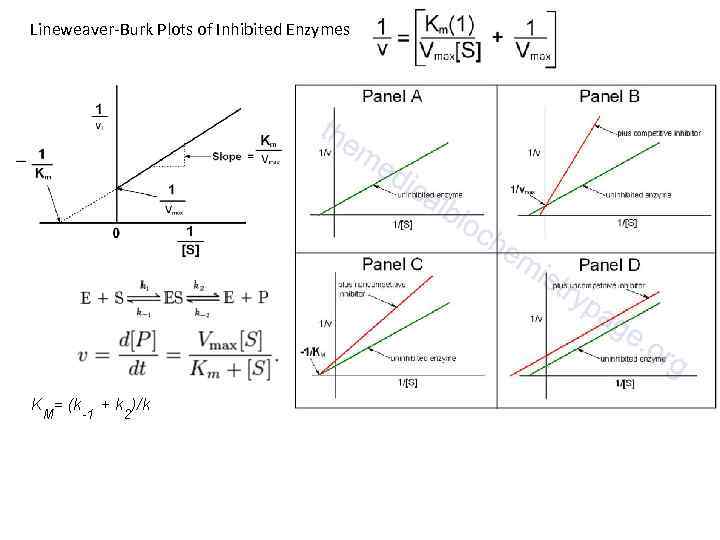 Lineweaver Burk Plots of Inhibited Enzymes 