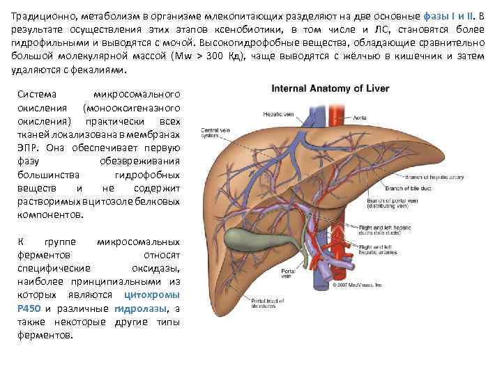 Традиционно, метаболизм в организме млекопитающих разделяют на две основные фазы I и II. В