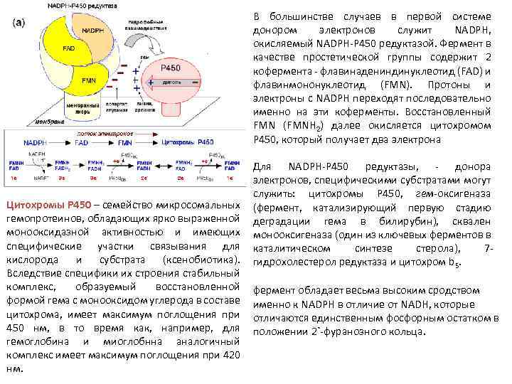 В большинстве случаев в первой системе донором электронов служит NADPH, окисляемый NADPH P 450