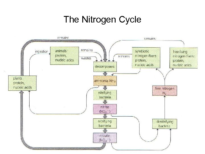 The Nitrogen Cycle 