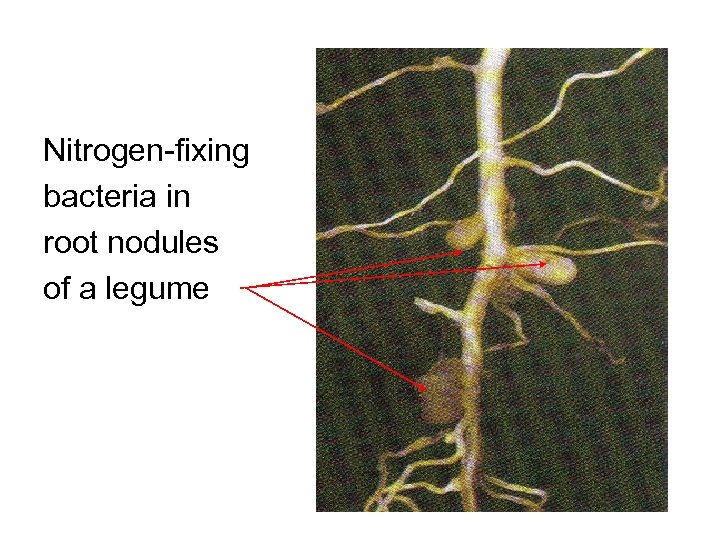 Nitrogen-fixing bacteria in root nodules of a legume 