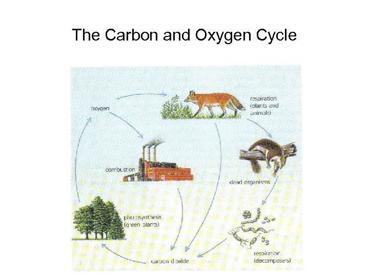 The Carbon and Oxygen Cycle 