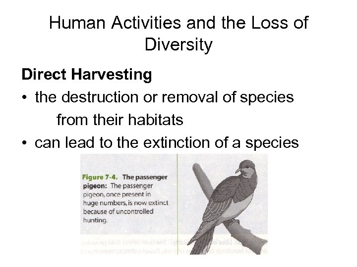 Human Activities and the Loss of Diversity Direct Harvesting • the destruction or removal