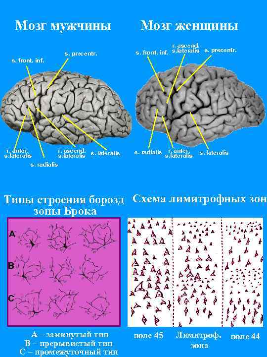 Женский мозг. Мозг мужчины. Мозг женщины. Мозг мужчины и мозг женщины. Лимитрофные зоны мозга.