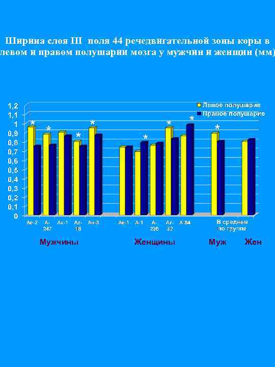 Ширина слоя III поля 44 речедвигательной зоны коры в левом и правом полушарии мозга