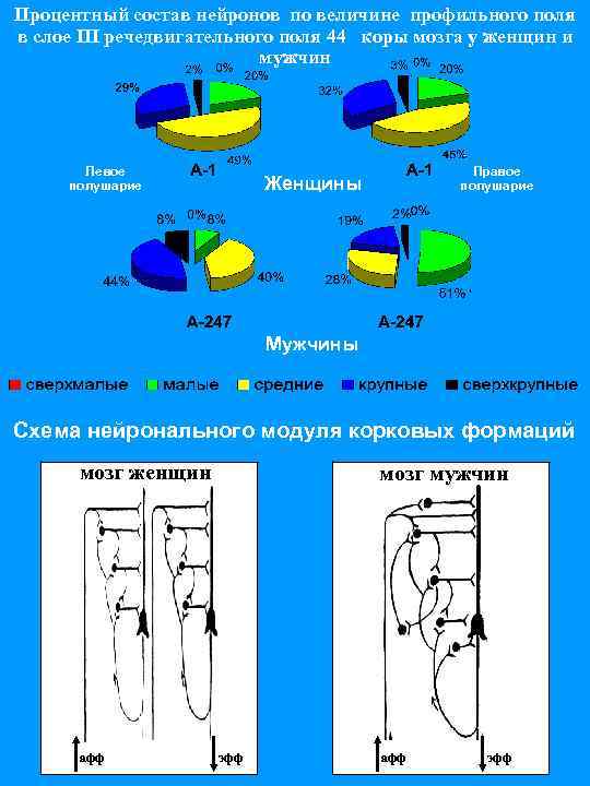 Процентный состав нейронов по величине профильного поля в слое III речедвигательного поля 44 коры