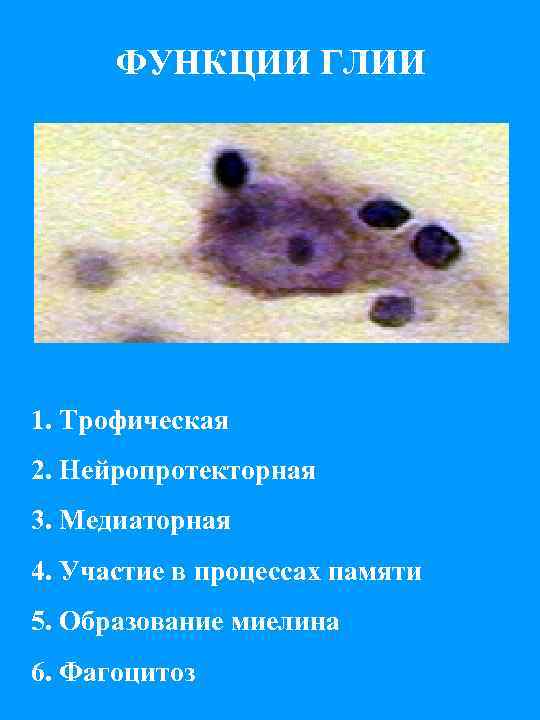 ФУНКЦИИ ГЛИИ 1. Трофическая 2. Нейропротекторная 3. Медиаторная 4. Участие в процессах памяти 5.
