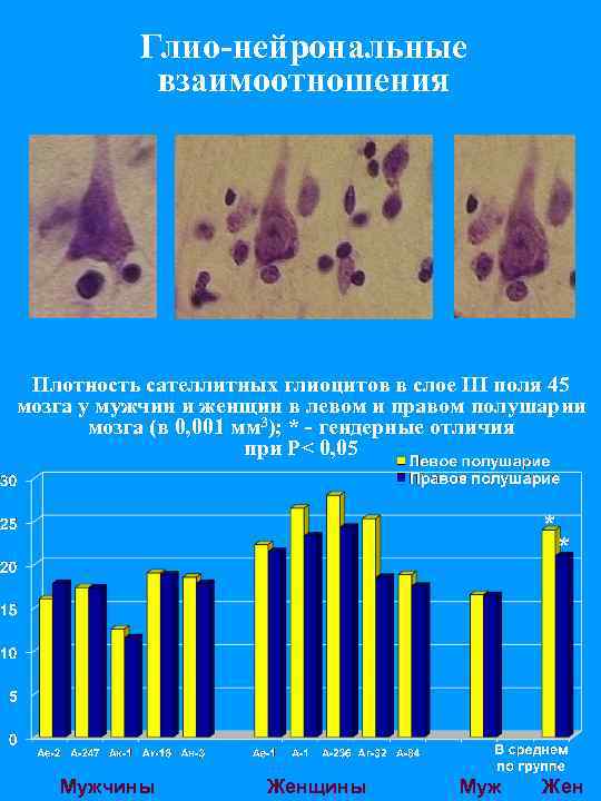 Глио-нейрональные взаимоотношения Плотность сателлитных глиоцитов в слое III поля 45 мозга у мужчин и