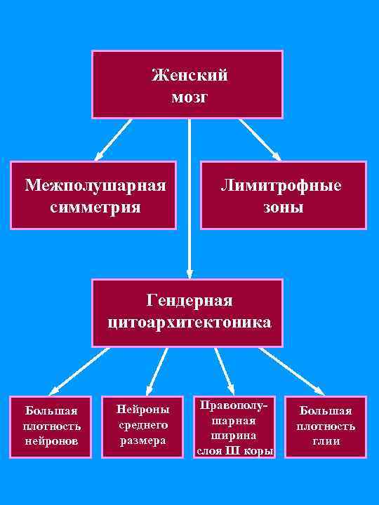 Женский мозг Межполушарная симметрия Лимитрофные зоны Гендерная цитоархитектоника Большая плотность нейронов Нейроны среднего размера