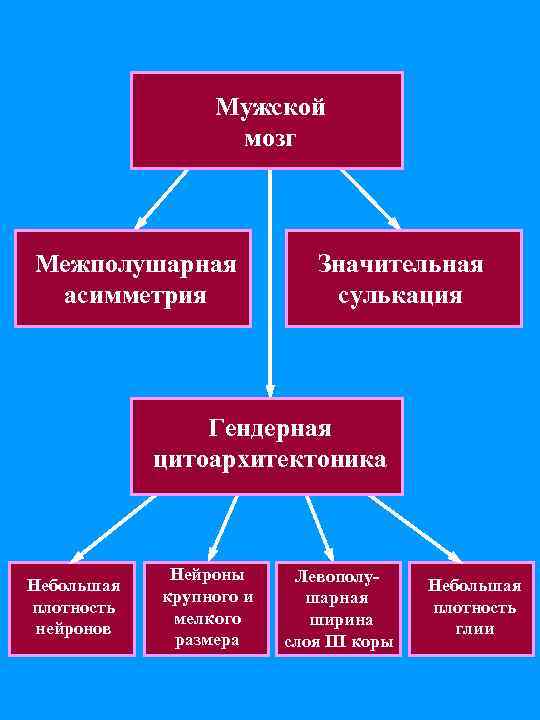 Мужской мозг Межполушарная асимметрия Значительная сулькация Гендерная цитоархитектоника Небольшая плотность нейронов Нейроны крупного и