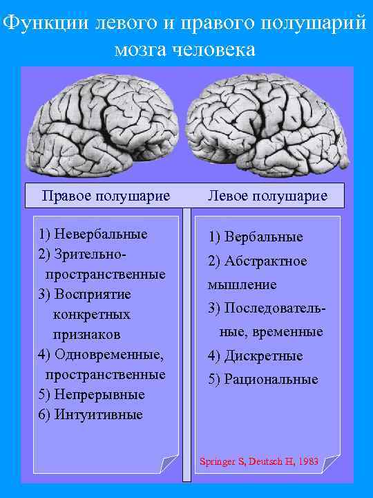 Функции левого и правого полушарий мозга человека Правое полушарие Левое полушарие 1) Невербальные 2)