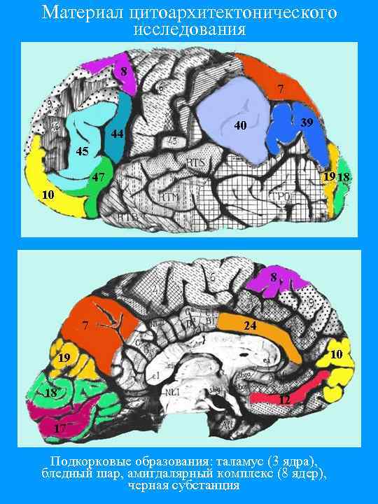 Материал цитоархитектонического исследования Подкорковые образования: таламус (3 ядра), бледный шар, амигдалярный комплекс (8 ядер),