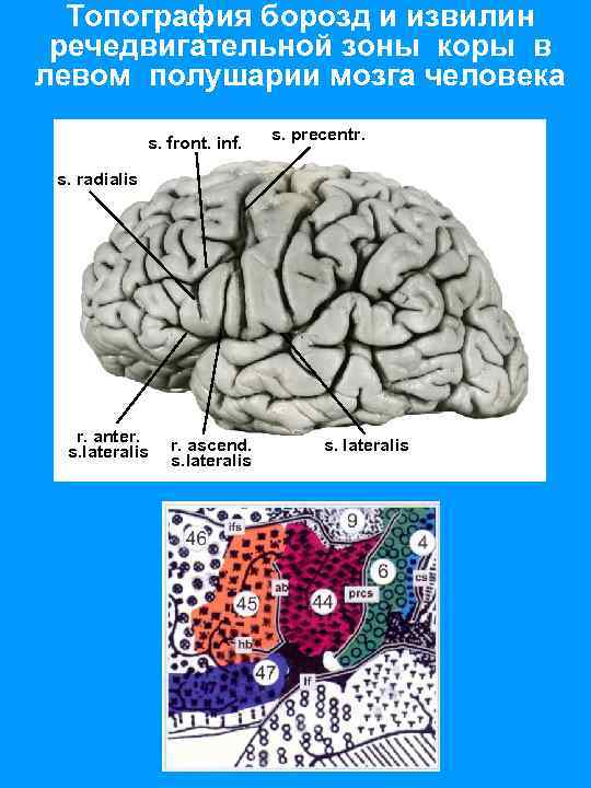 Топография борозд и извилин речедвигательной зоны коры в левом полушарии мозга человека s. front.