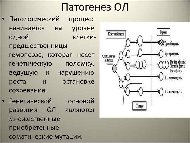 Патогенез ОЛ • Патологический процесс начинается на уровне одной клеткипредшественницы гемопоэза, которая несет генетическую