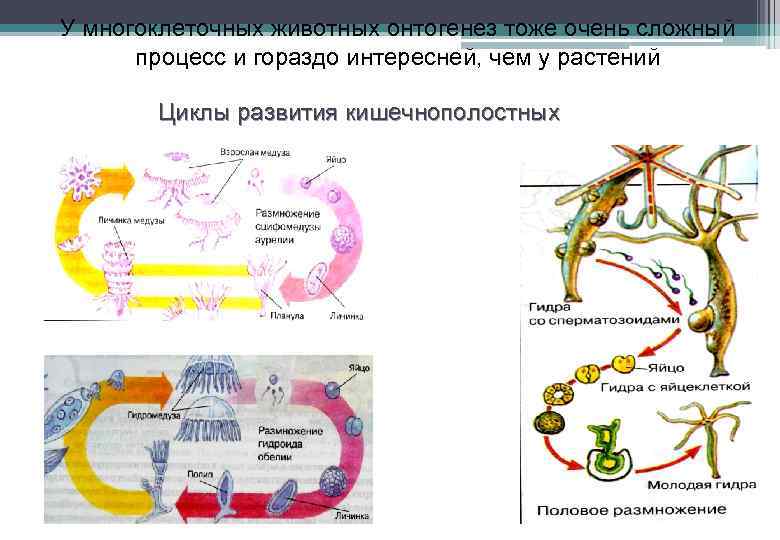 У многоклеточных животных онтогенез тоже очень сложный процесс и гораздо интересней, чем у растений