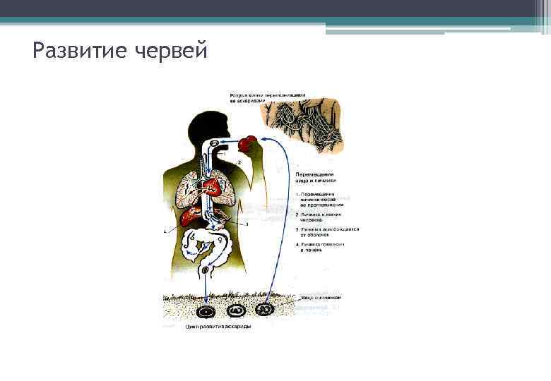 Развитие червей 