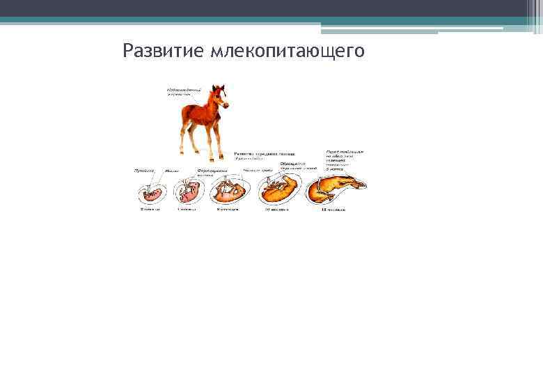 Развитие млекопитающего 