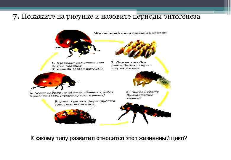 7. Покажите на рисунке и назовите периоды онтогенеза К какому типу развития относится этот