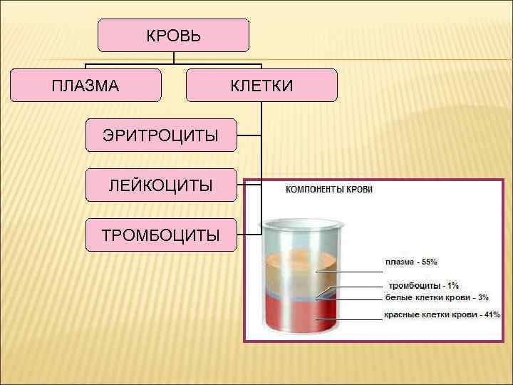 КРОВЬ ПЛАЗМА ЭРИТРОЦИТЫ ЛЕЙКОЦИТЫ ТРОМБОЦИТЫ КЛЕТКИ 
