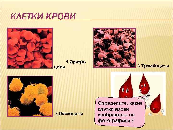 КЛЕТКИ КРОВИ 1. Эритро циты 2. Лейкоциты 3. Тромбоциты Определите, какие клетки крови изображены