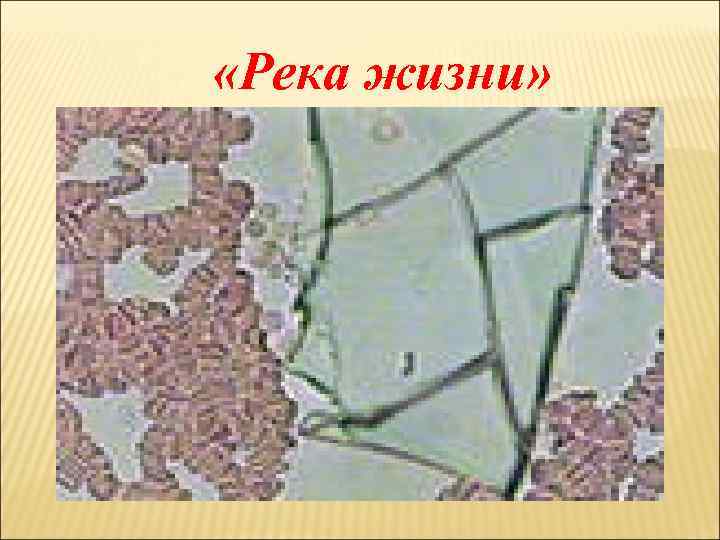  «Река жизни» 