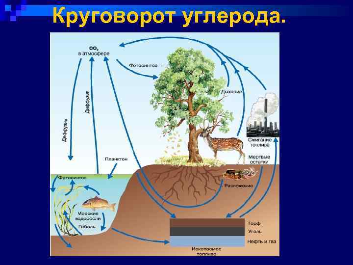 Круговорот углерода. 