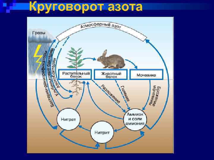 Круговорот азота 