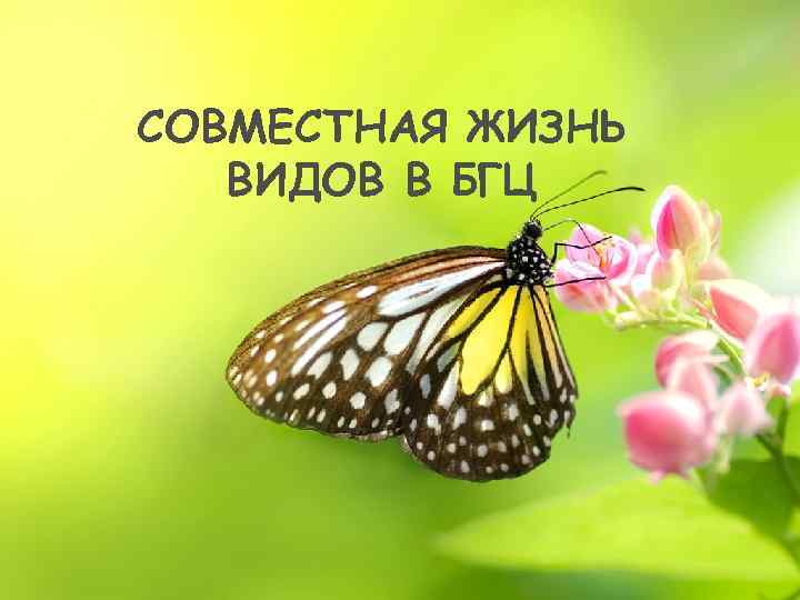 СОВМЕСТНАЯ ЖИЗНЬ ВИДОВ В БГЦ 