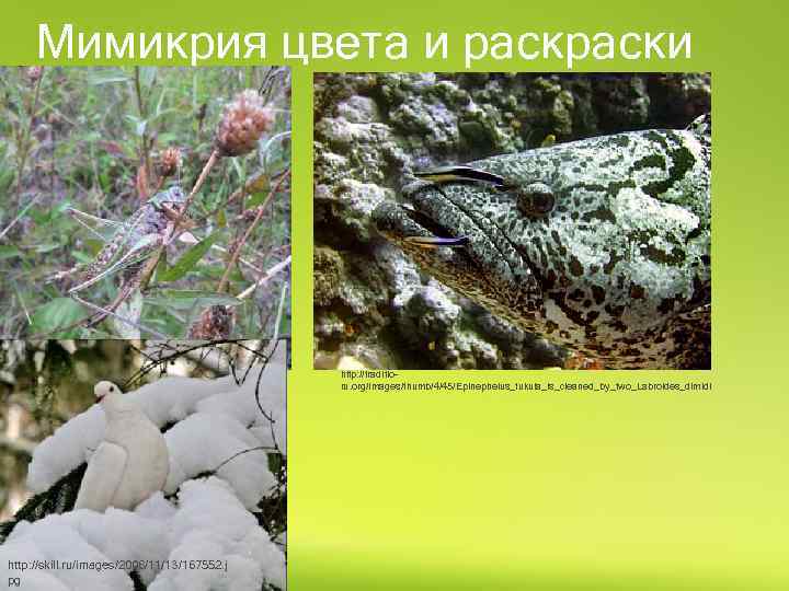 Мимикрия цвета и раски http: //traditioru. org/images/thumb/f/f 6/Locust_mimicry. jpg/25 0 px-Locust_mimicry. jpg http: //skill.