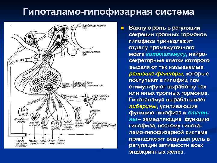 Гипоталамо-гипофизарная система n Важную роль в регуляции секреции тропных гормонов гипофиза принадлежит отделу промежуточного