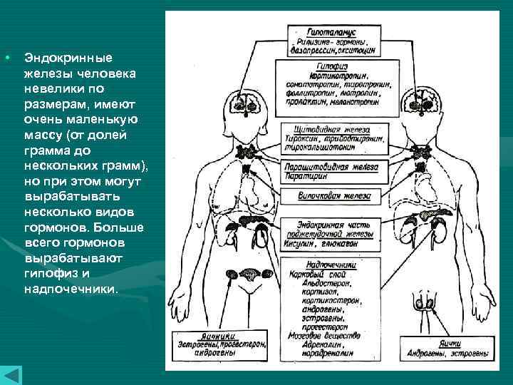  • Эндокринные железы человека невелики по размерам, имеют очень маленькую массу (от долей