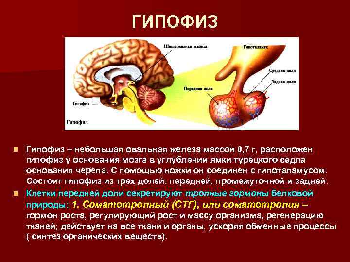 ГИПОФИЗ Гипофиз – небольшая овальная железа массой 0, 7 г, расположен гипофиз у основания