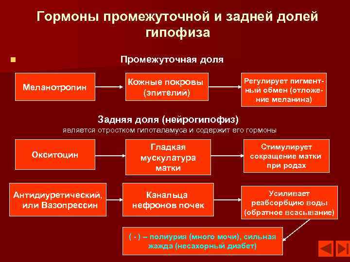 Гормоны промежуточной и задней долей гипофиза Промежуточная доля n Кожные покровы (эпителий) Меланотропин Регулирует