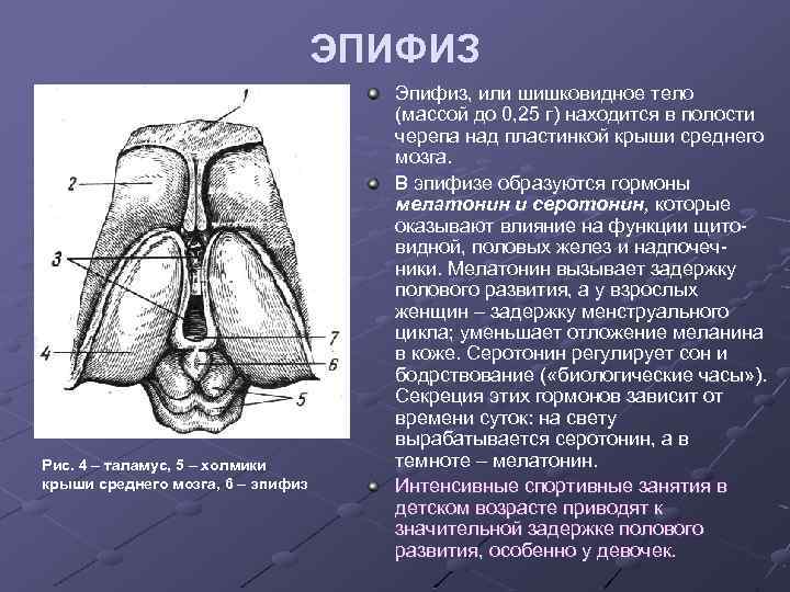 ЭПИФИЗ Рис. 4 – таламус, 5 – холмики крыши среднего мозга, 6 – эпифиз