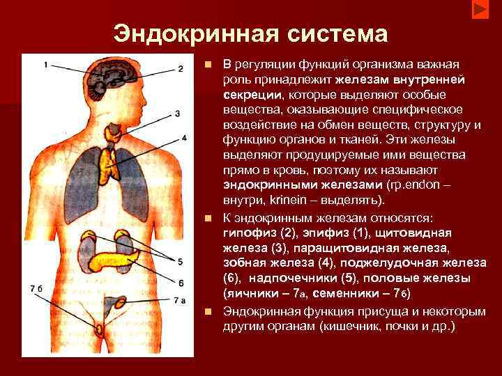 Эндокринная система В регуляции функций организма важная роль принадлежит железам внутренней секреции, которые выделяют