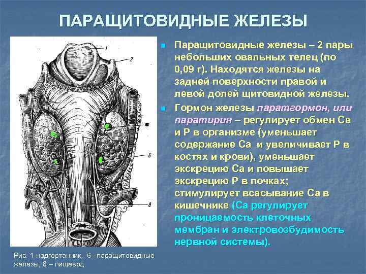 ПАРАЩИТОВИДНЫЕ ЖЕЛЕЗЫ n n 6 6 Рис. 1 -надгортанник, 6 –паращитовидные железы, 8 –