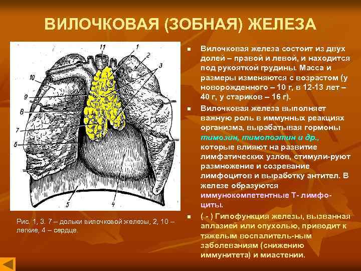 ВИЛОЧКОВАЯ (ЗОБНАЯ) ЖЕЛЕЗА n n Рис. 1, 3. 7 – дольки вилочковой железы, 2,