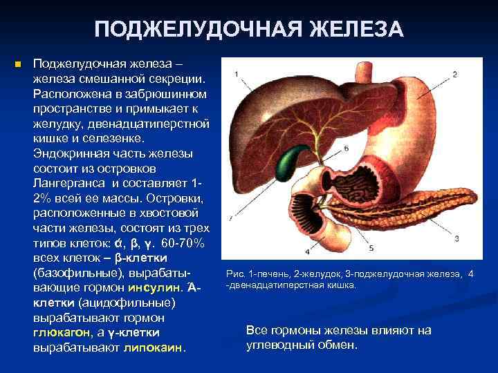 ПОДЖЕЛУДОЧНАЯ ЖЕЛЕЗА n Поджелудочная железа – железа смешанной секреции. Расположена в забрюшинном пространстве и