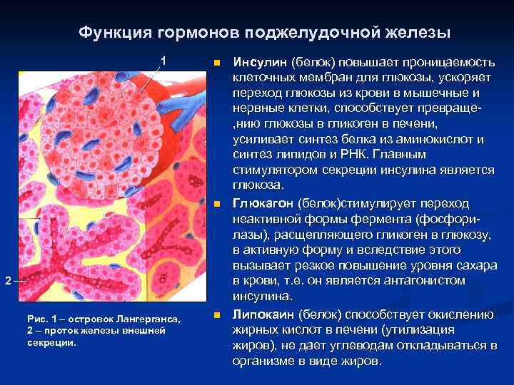 Функция гормонов поджелудочной железы 1 n n 2 Рис. 1 – островок Лангерганса, 2