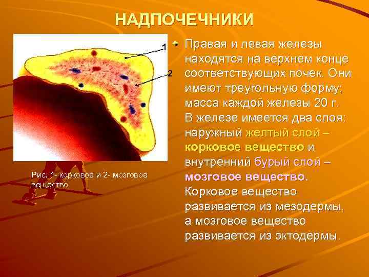 НАДПОЧЕЧНИКИ 1 2 Рис. 1 - корковое и 2 - мозговое вещество Правая и