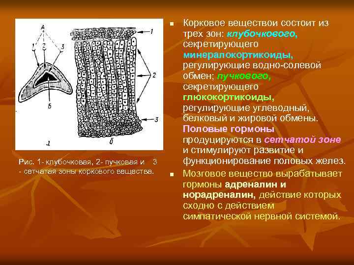 n Рис. 1 - клубочковая, 2 - пучковая и 3 - сетчатая зоны коркового