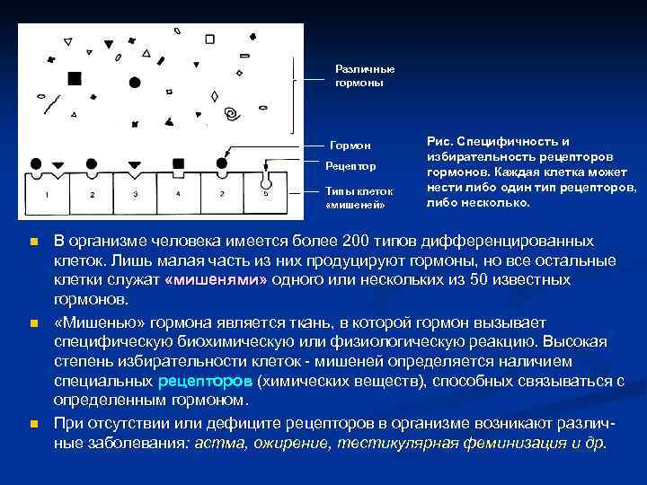 Различные гормоны Гормон Рецептор Типы клеток «мишеней» n n n Рис. Специфичность и избирательность